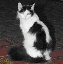 gatona - gatona